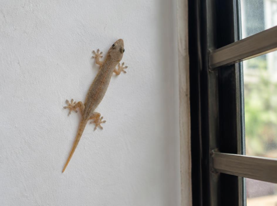 House lizard on a white wall near a window